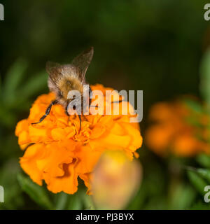 Bumblebee taking nectar from a colorful flower Stock Photo