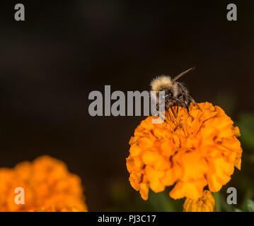 Bumblebee taking nectar from a colorful flower Stock Photo