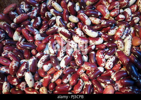 Jacob's Cattle Beans Stock Photo