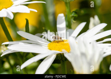 A Hoverfly (Syrphidae) Gathers Pollen on a Cultivated Sunflower Stock Photo
