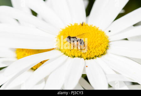 A Hoverfly (Syrphidae) Gathers Pollen on a Cultivated Sunflower Stock Photo