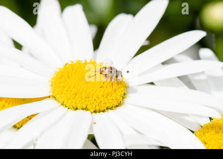 A Hoverfly (Syrphidae) Gathers Pollen on a Cultivated Sunflower Stock Photo