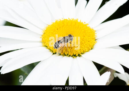 Macro of a Hoverfly (Eristalis interrupta) on a White Daisy Seeking Pollen Stock Photo