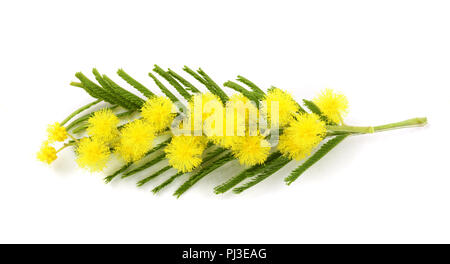 mimosa isolated on white background. Top view. Stock Photo