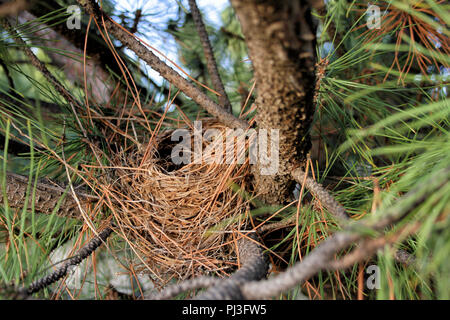 A well-made empty bird's nest sits in the crook of the branches of a pine tree. Stock Photo