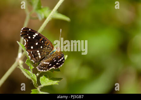 Brown butterfly on green leaf. Stock Photo