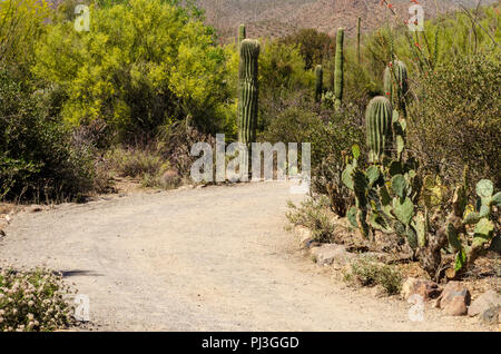 Dirt road leading through cactus into desert. Stock Photo