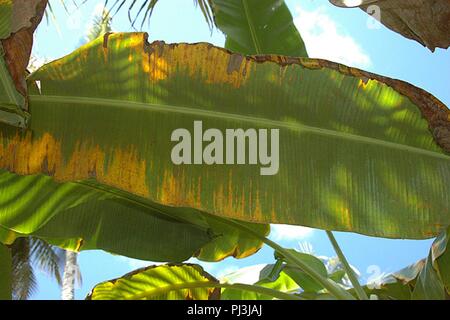 Banana leaves damaged by Raoiella indica - red palm mite. Stock Photo