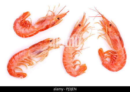 Red cooked prawn or shrimp isolated on white background. Top view Stock Photo