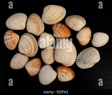 Various sea shells on black background Stock Photo