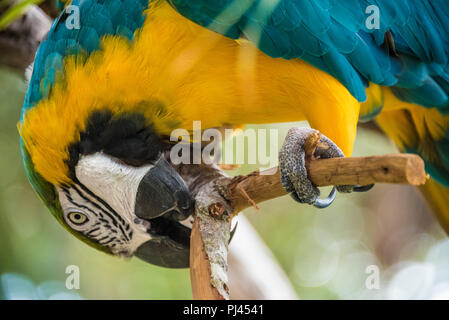 Blue-and-yellow macaw (also known as a blue-and-gold macaw) at the St. Augustine Alligator Farm Zoological Park in St. Augustine, FL. (USA) Stock Photo