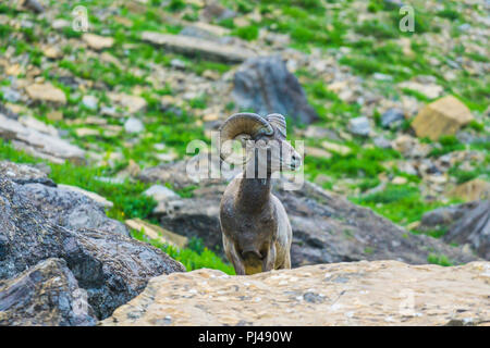 big horn sheep at Glacier national park,Montana,usa. Stock Photo