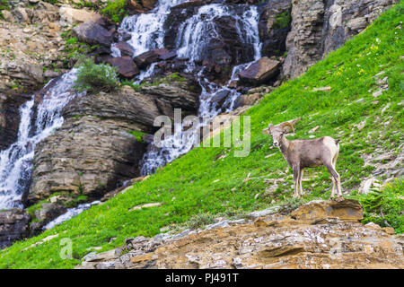 big horn sheep at Glacier national park,Montana,usa. Stock Photo