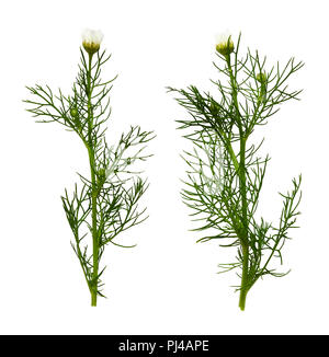 Set of daisy flowers and buds isolated on white Stock Photo