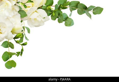 Fresh white freesia flowers and eucalyptus leaves in a corner arrangement isolated on white background Stock Photo