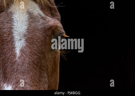 Poru the Horse, low key portrait Stock Photo