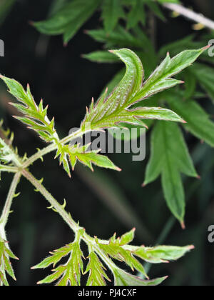 Wild Rubus laciniatus (evergreen blackberry) leaves in Washington state, USA Stock Photo