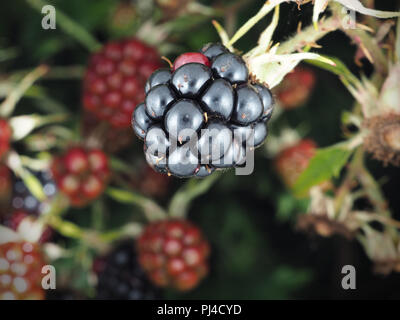 Wild Rubus laciniatus (evergreen blackberry) berries in Washington state, USA Stock Photo