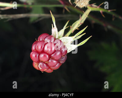 Wild Rubus laciniatus (evergreen blackberry) red unripe berry in Washington state, USA Stock Photo