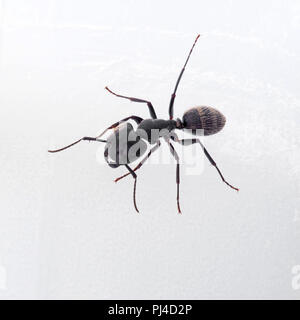 Carpenter ant, Camponotus vagus, worker on white. Stock Photo