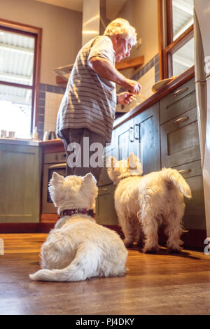 Pet westie dogs hoping retired caucasian owner will drop food cooking in domestic kitchen at home - shallow depth of field Stock Photo