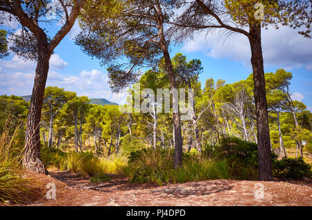 Scenic path in an autumnal forest, Mallorca, Spain. Stock Photo