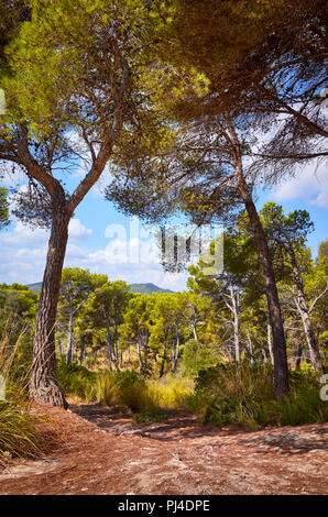 Scenic path in an autumnal forest, Mallorca, Spain. Stock Photo