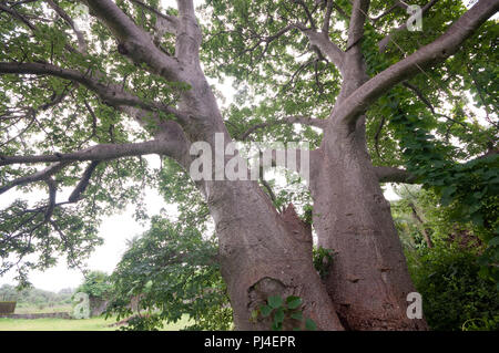 Giant Boabab tree shot with a wide angle lens near Vasai Fort, Mumbai. The tree's two main stems are fused. Stock Photo