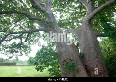Giant Boabab tree shot with a wide angle lens near Vasai Fort, Mumbai. The tree's two main stems are fused. Stock Photo