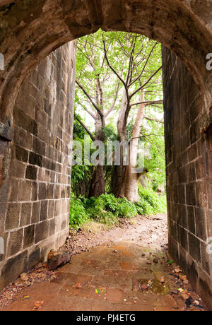 Cluster of three giant Boabab trees shot with a wide angle lens seen through the entrance of Vasai Fort, Mumbai. Stock Photo