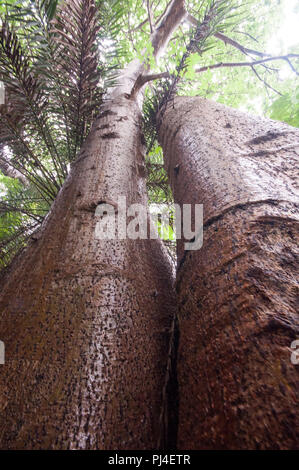 Giant Boabab tree shot with a wide angle lens from directly under the tree. Located near Vasai Fort, Mumbai. The tree's two main stems are fused. Stock Photo