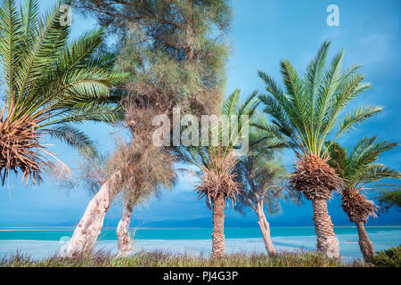 Dead Sea shore. Palm trees on the beach. Ein Bokek, Israel Stock Photo