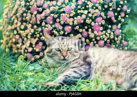 Portrait of a cat outdoors. Cat lying in the on the grass against flowers garden in summer Stock Photo