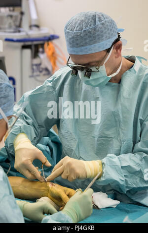 Embargoed to 0001 Wednesday September 5 Carlos Heras-Palou, 53, performing hand surgery at Derby Nuffield Hospital. Mr Heras-Palou, an orthopaedic specialist surgeon, may have had his career saved by a new drug called 'Patisiran'. The rare disease, hereditary transthyretin-mediated amyloidosis (hATTR amyloidosis), progressed and destroyed the nerves in his hands, rendering them useless. However after an 18 month course of Patisiran the condition has halted and reversed. Stock Photo