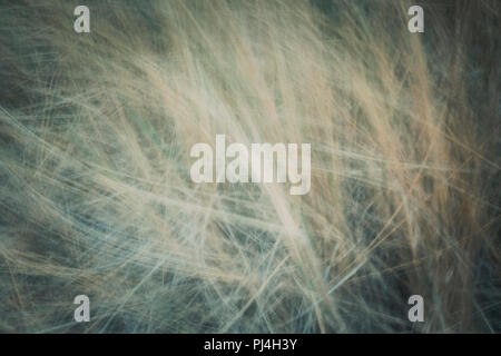 artistic moving blurred background of long grass that moves in the wind Stock Photo