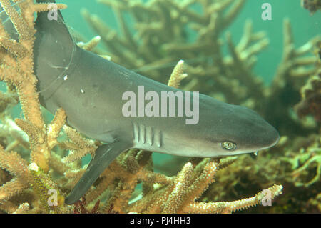 White-tip reef shark (Triaenodon obesus ) fixed to coral with a fishing line, Bali, Indonesia Stock Photo