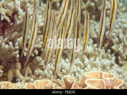 School of razorfish, Aeoliscus strigatus (Günther 1861) swimming over corals of Bali, Indonesia Stock Photo