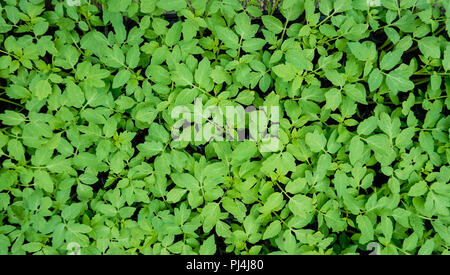 Tomato Seedlings on Tray Top view Stock Photo