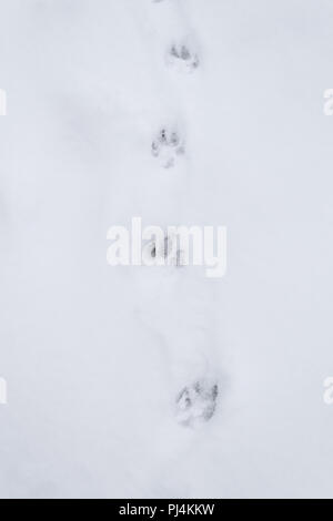 Paw prints in the snow, animal tracks Stock Photo