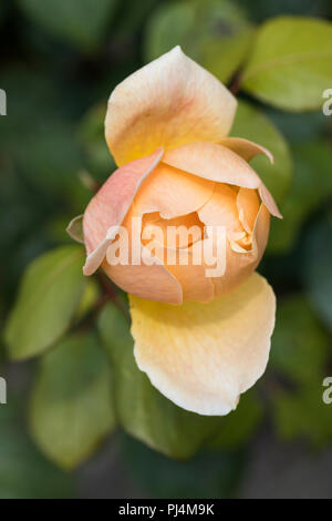 Close up of apricot rose - Rosa 'Jude the Obscure' flowering in an English garden, EnglandUK Stock Photo