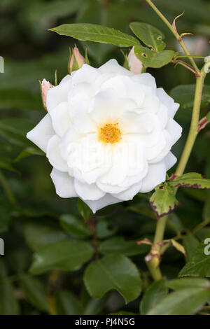 Close up of a white floribunda rose called Rosa Iceberg flowering in a garden in the UK Stock Photo