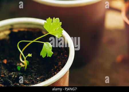 Root celery close-up sprout in peat for landing in the garden Stock Photo