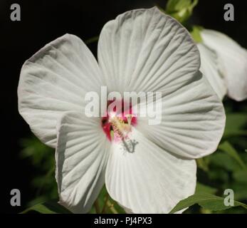 Hibiscus syriacus Malvaceae Hibiscus Ketmie, très belle fleur blanche d'hibiscus syracuse,  muy hermosa flor de hibisco Siracusa blanca,  sehr schöne  Stock Photo