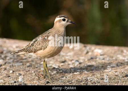 Eurasian Dotterel (Charadrius morinellus) Pluvier guignard Stock Photo