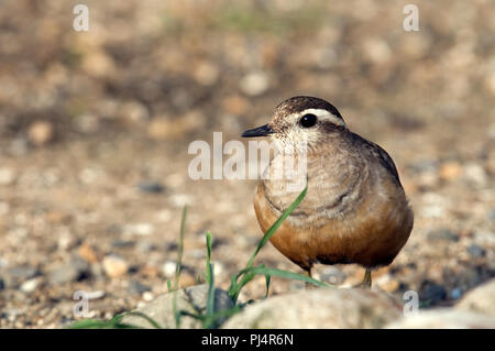 Eurasian Dotterel (Charadrius morinellus) Pluvier guignard Stock Photo