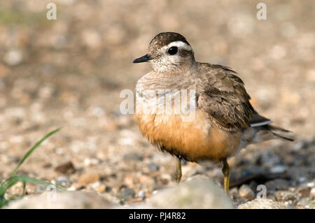 Eurasian Dotterel (Charadrius morinellus) Pluvier guignard Stock Photo