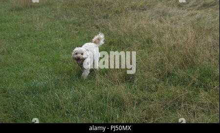 Cockerpoo running in grass Stock Photo