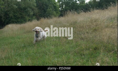 Cockerpoo running in grass Stock Photo