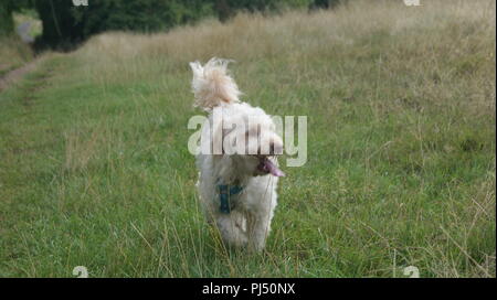 Cockerpoo running in grass Stock Photo