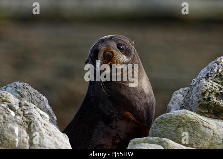 A young fur seal on rocks Stock Photo